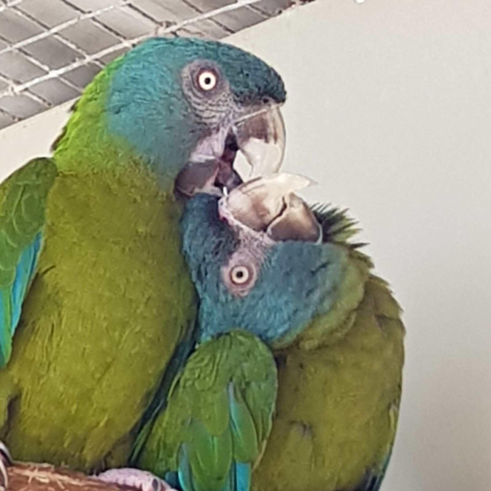 Samsung Galaxy S8 sample photo. The blue-head macaw, parrot photography