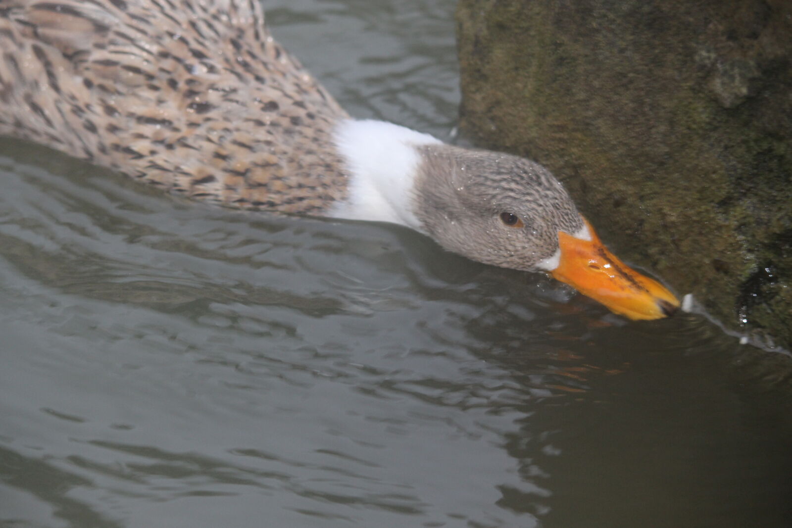 Canon EOS 700D (EOS Rebel T5i / EOS Kiss X7i) sample photo