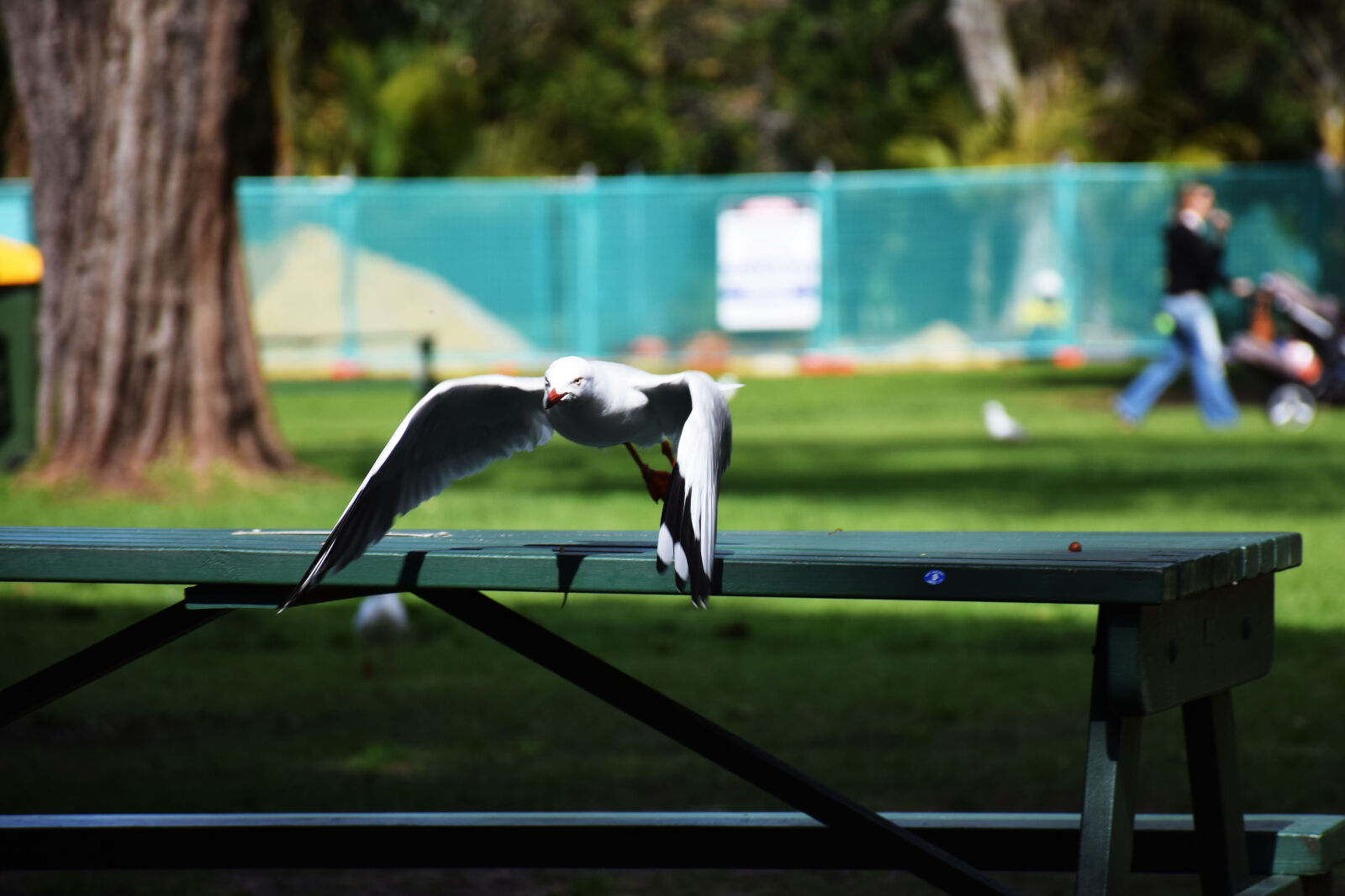 Nikon D5300 sample photo. Bird, flying, perth, seagull photography