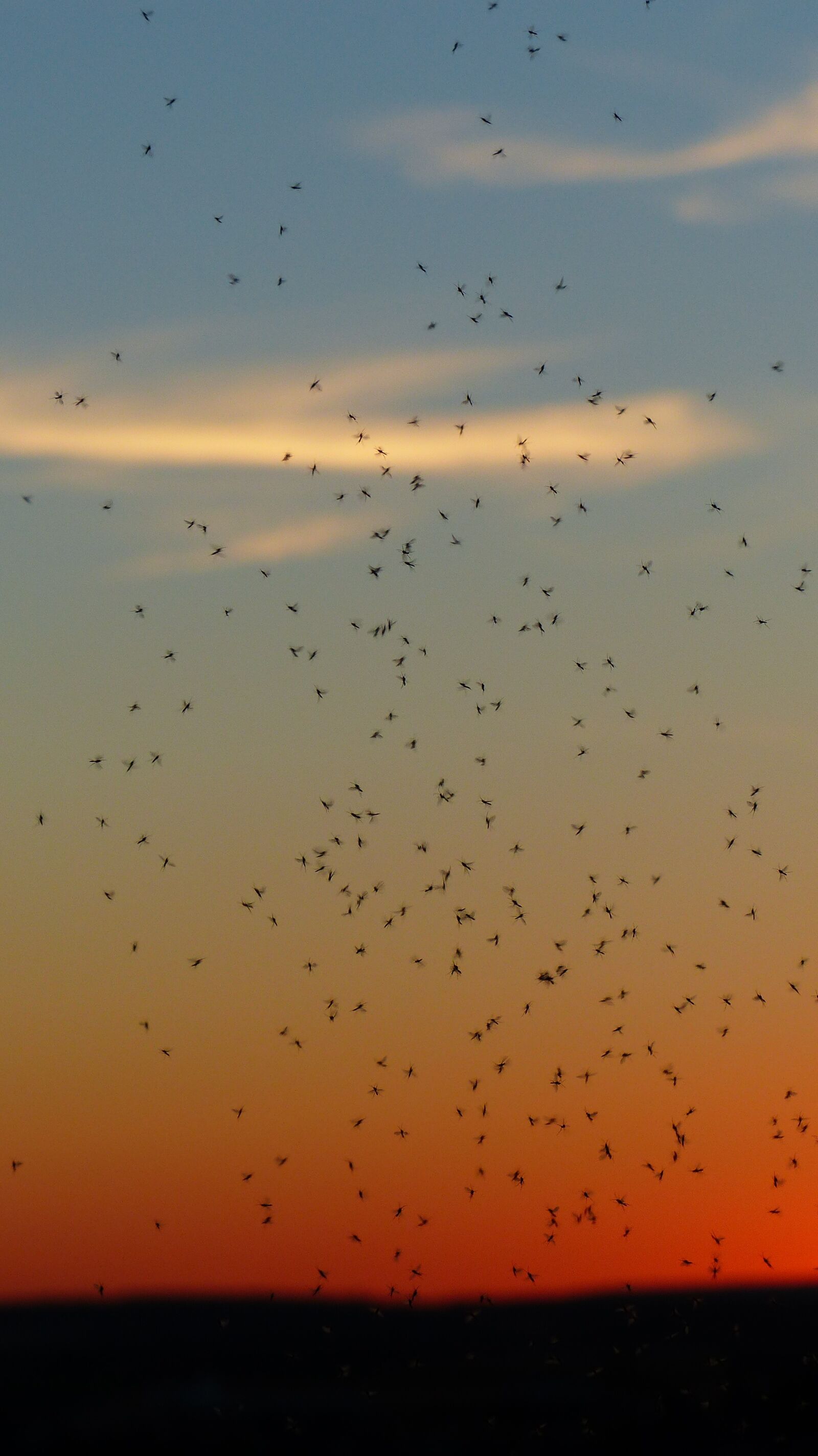 Panasonic Lumix DMC-FZ200 sample photo. Mosquito swarm, swarm, mosquitoes photography