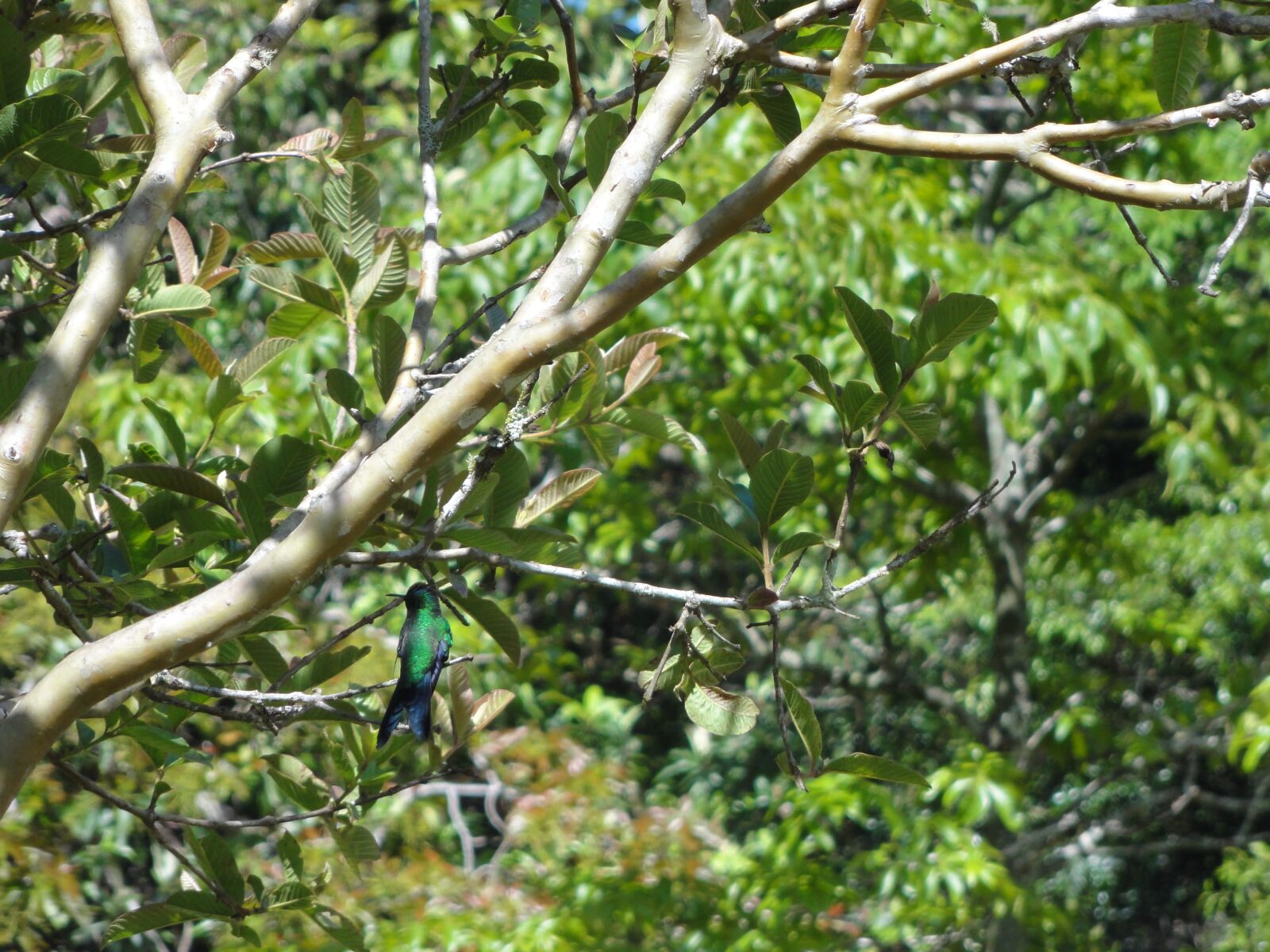 Sony DSC-HX5V sample photo. Hummingbird, forest, wildlife photography