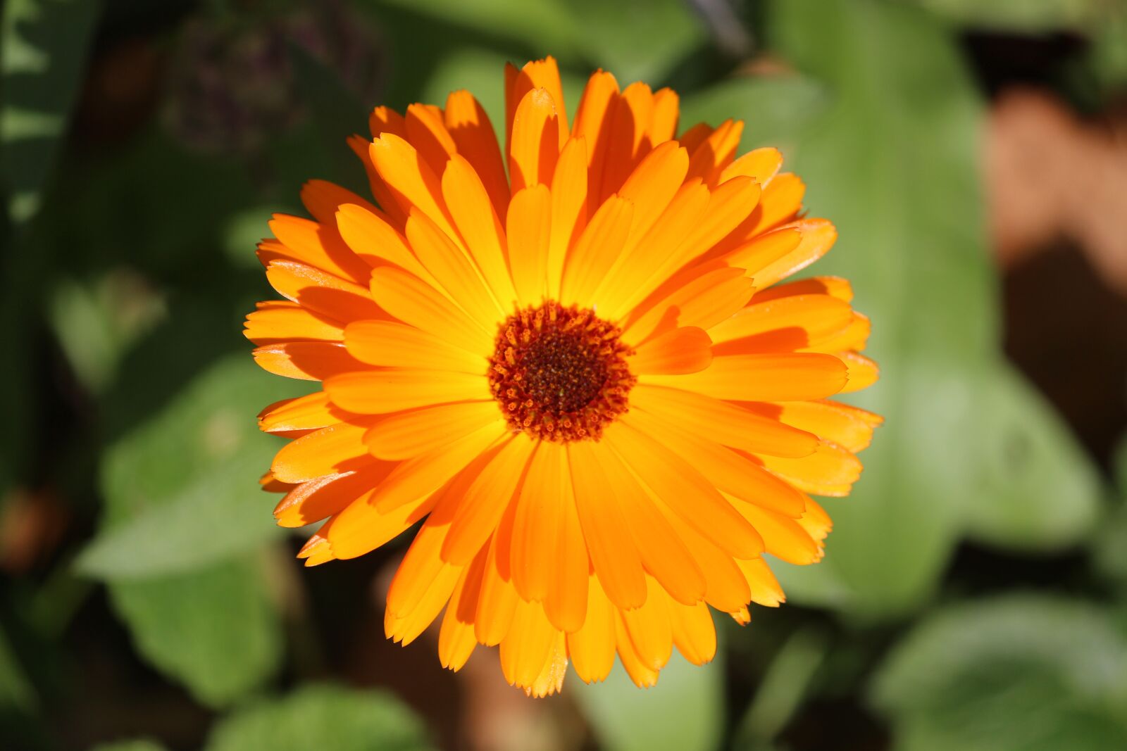 Canon EOS 600D (Rebel EOS T3i / EOS Kiss X5) sample photo. Flower, autumn, yellow photography