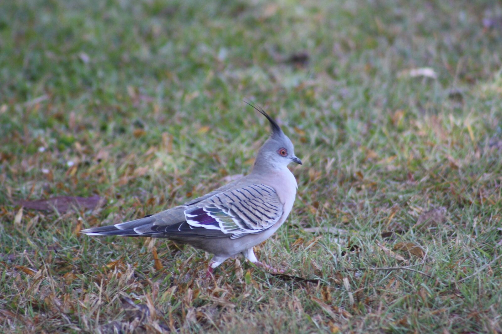 Canon EOS 1000D (EOS Digital Rebel XS / EOS Kiss F) sample photo. Crested pigeon, bird, crest photography