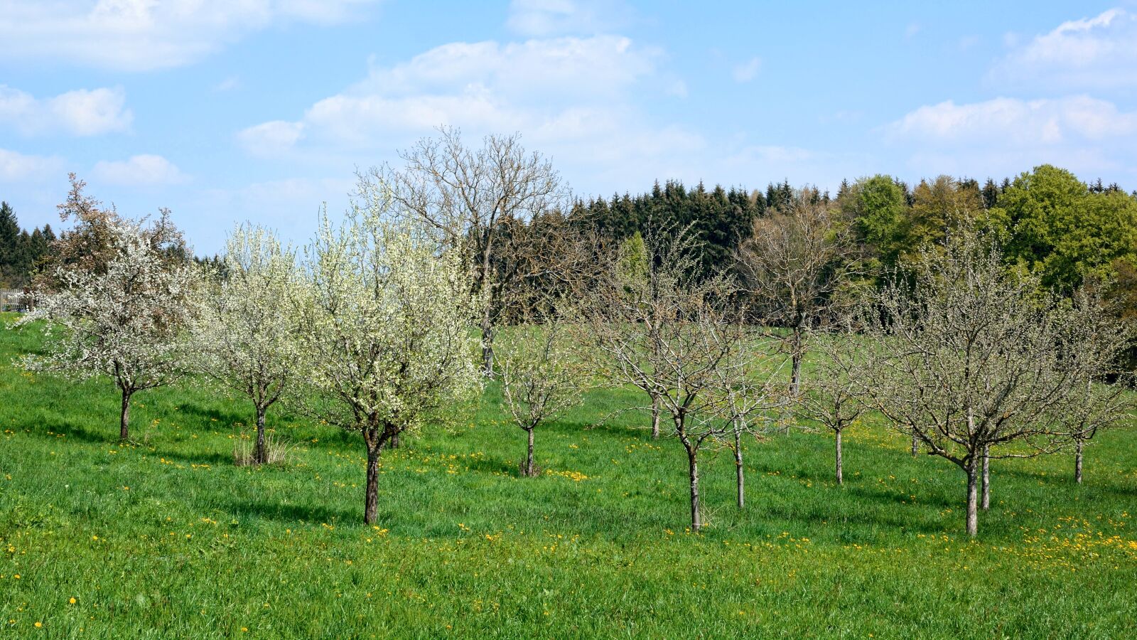 Nikon D7100 sample photo. Orchard, trees, meadow photography