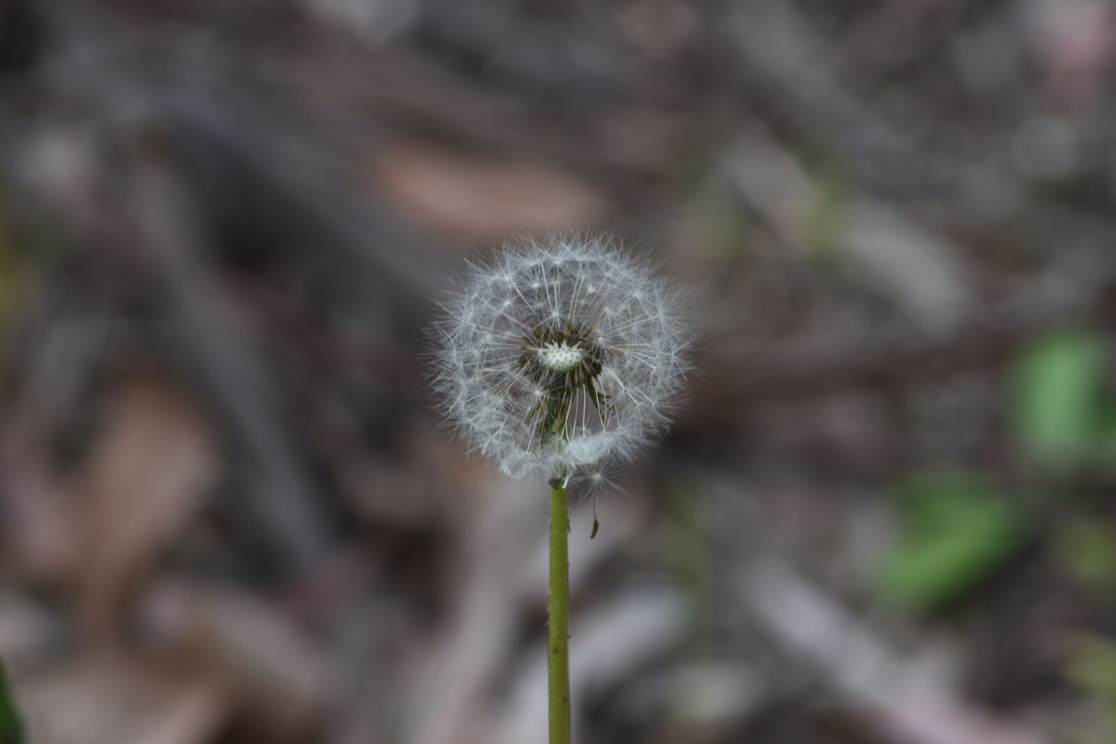 Nikon D5600 sample photo. Dandelion, flower, plant photography