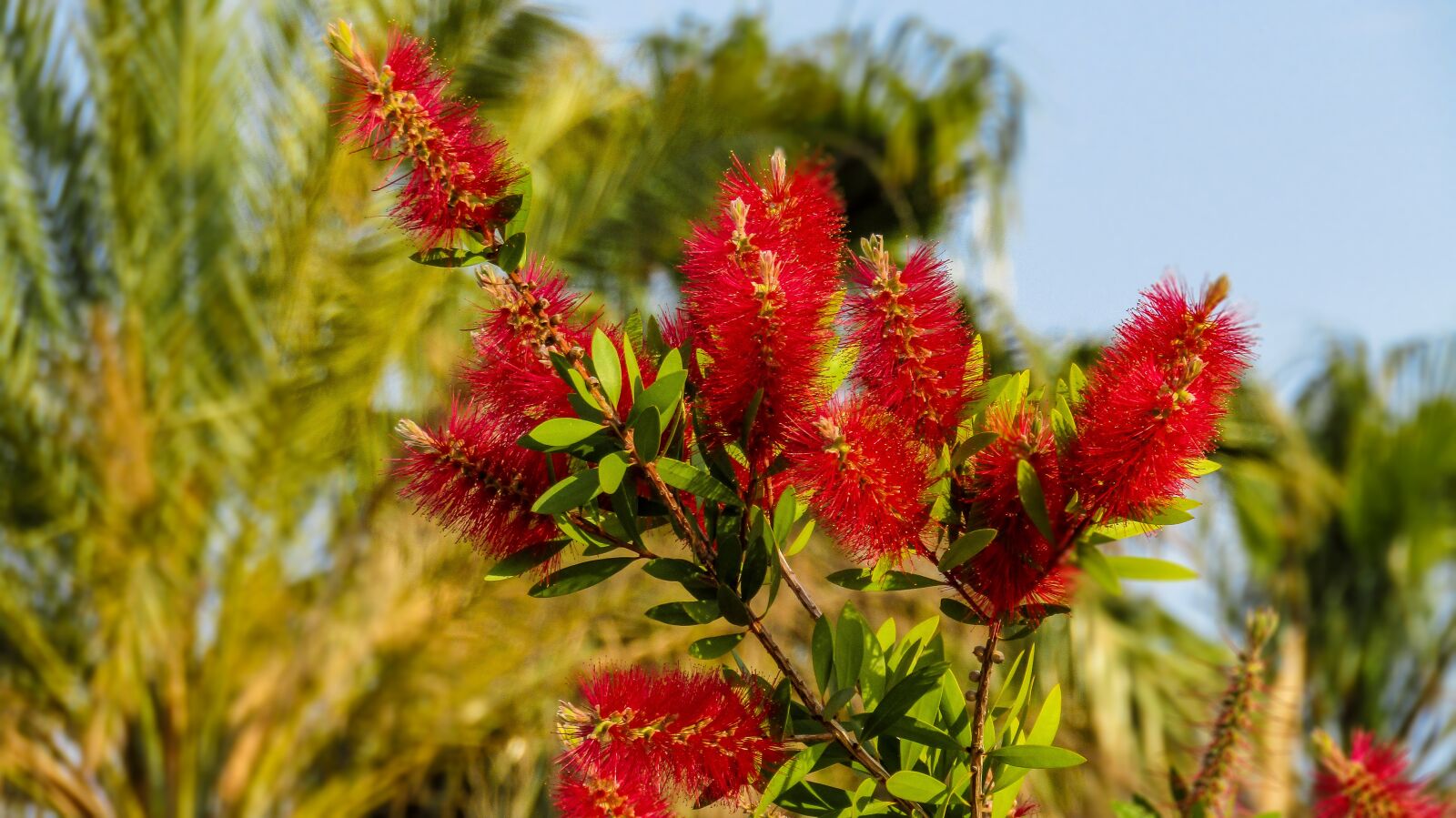Canon PowerShot SX410 IS sample photo. Calistemo, calistemus, callistemon photography
