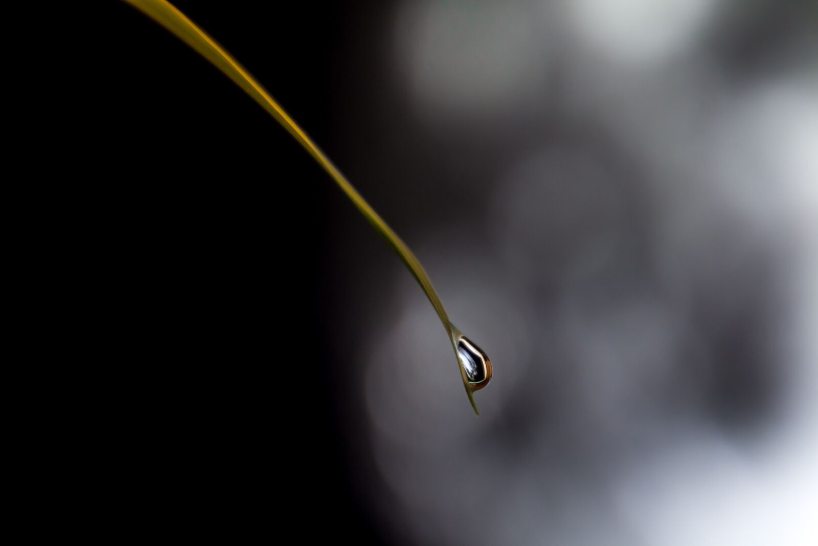 Canon EOS 70D sample photo. Blade of grass, moon photography