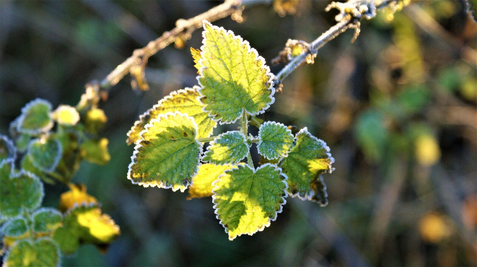 Sony Alpha DSLR-A350 sample photo. Leaves, nature, winter photography