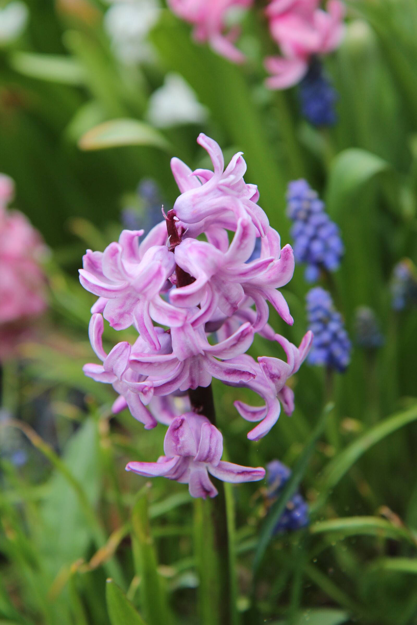 Canon EOS 600D (Rebel EOS T3i / EOS Kiss X5) sample photo. Hyacinth, pink, hyacinth pink photography