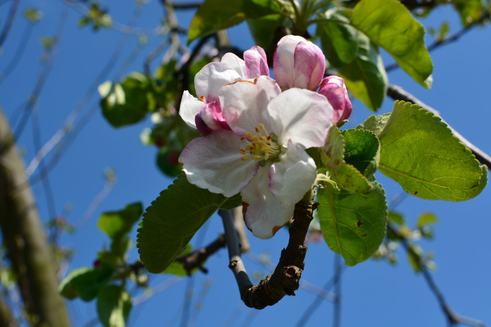Nikon D5200 sample photo. Nature, spring, blooms photography