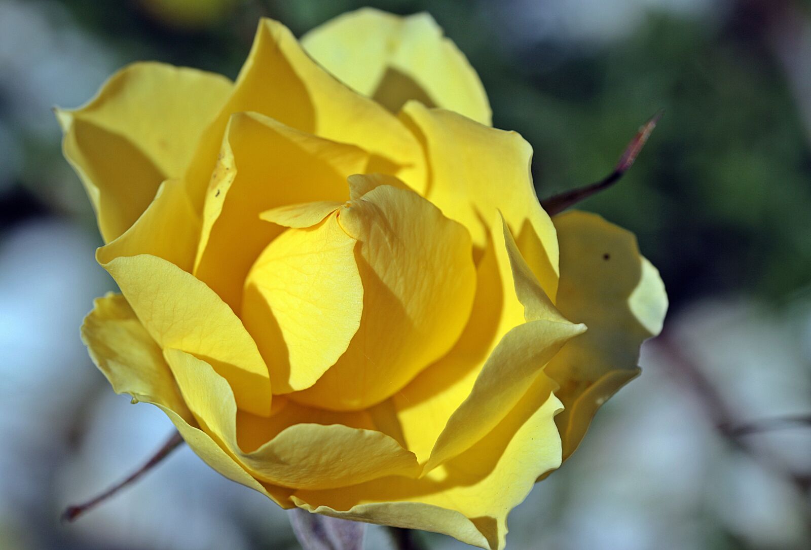 Canon EOS 650D (EOS Rebel T4i / EOS Kiss X6i) sample photo. Rose, rose bloom, yellow photography