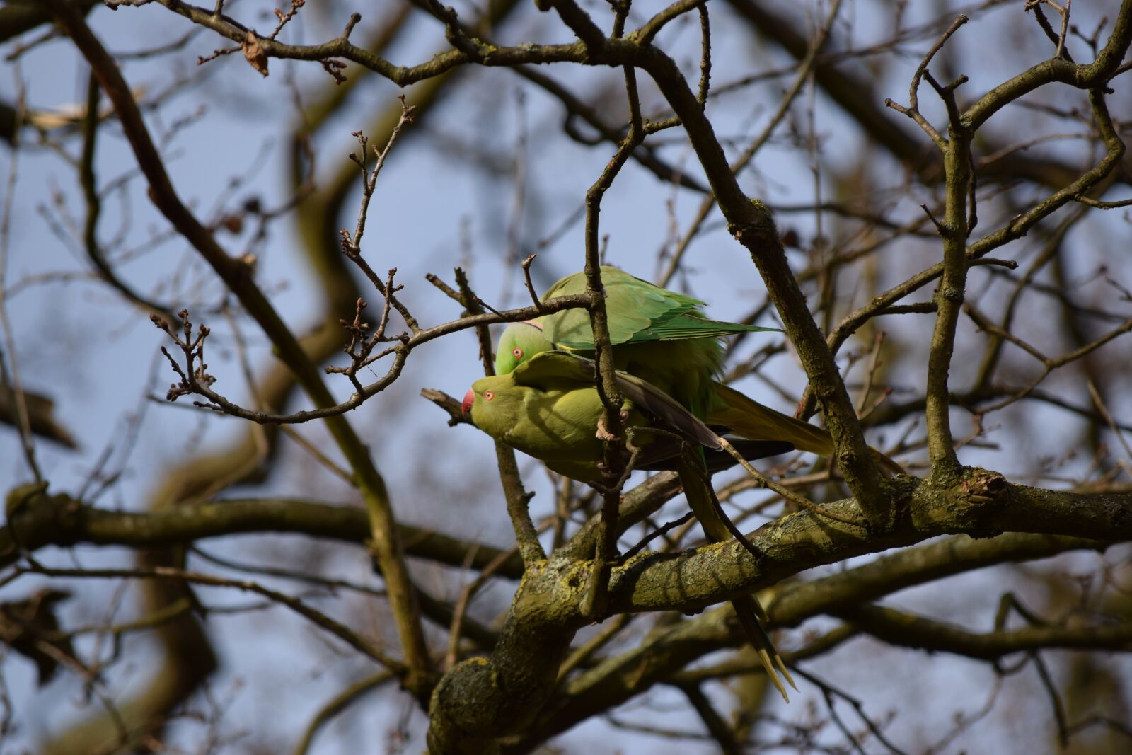 Nikon D5300 sample photo. Parrots, richmond park, london photography