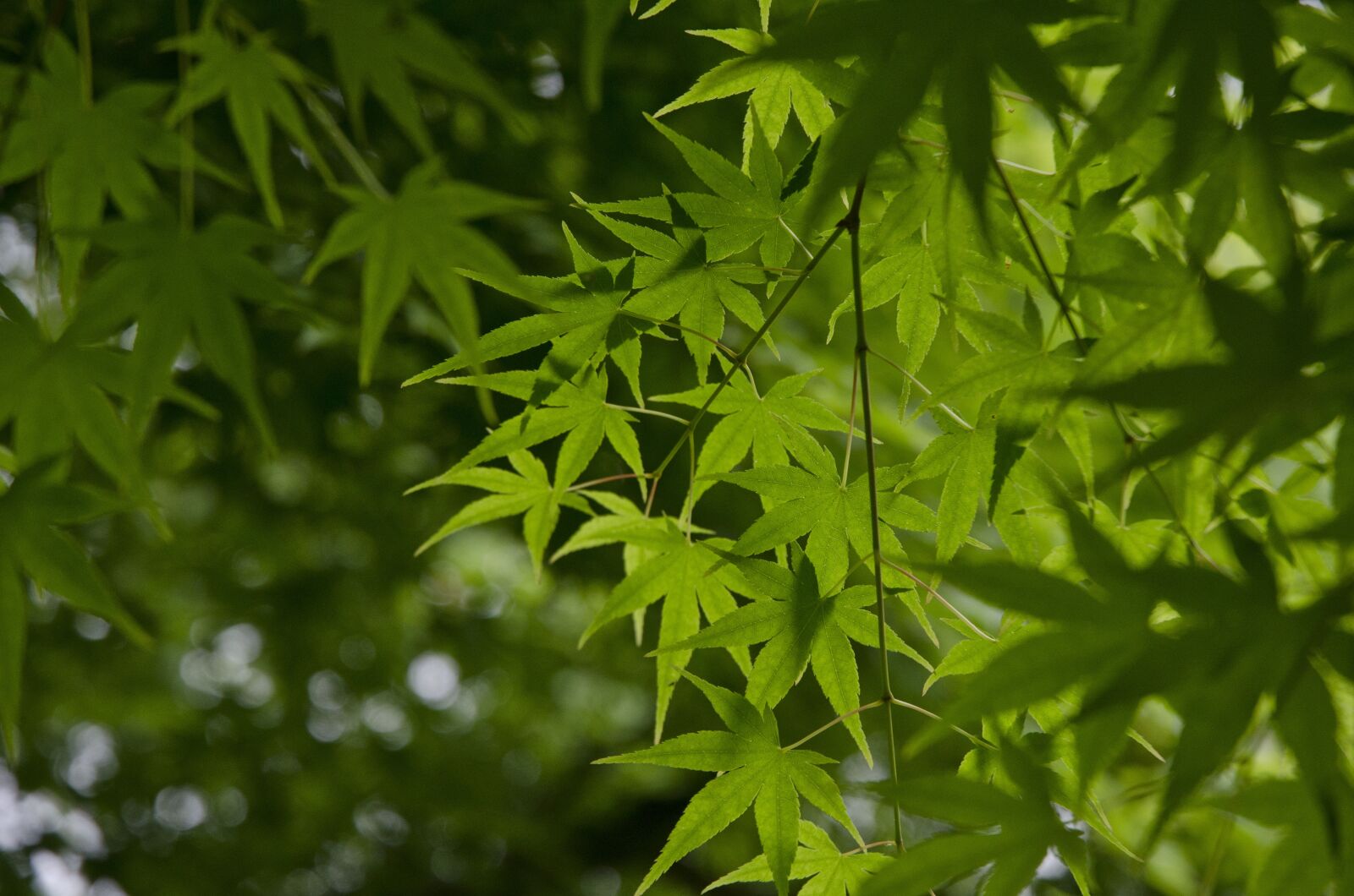 Nikon D7000 sample photo. Hangzhou, spring, maple photography