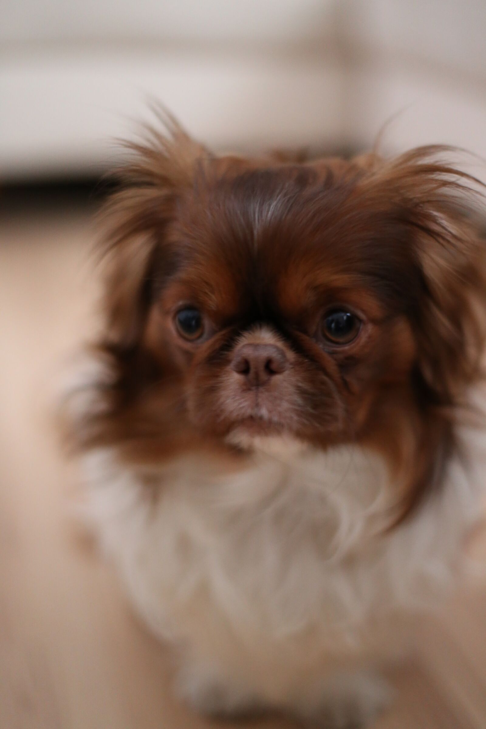 Canon EOS 6D + Canon EF 50mm F1.4 USM sample photo. Adorable, animal, brown, canine photography