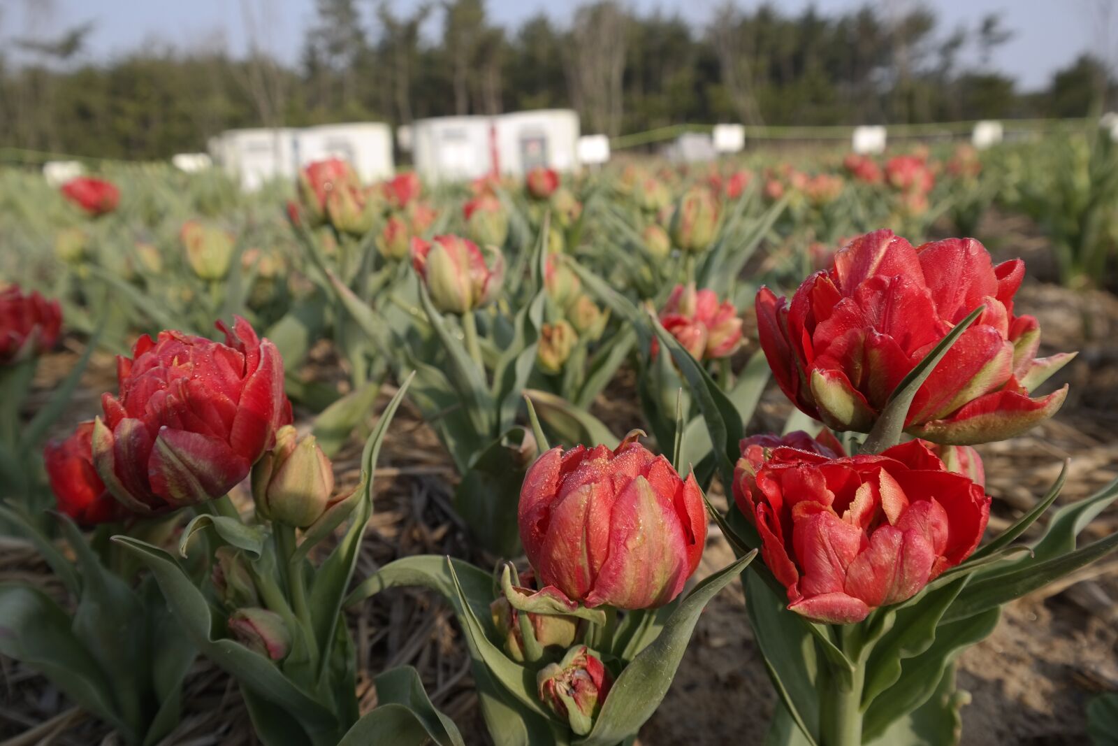 Samsung NX300 sample photo. Tulip, flower, spring photography