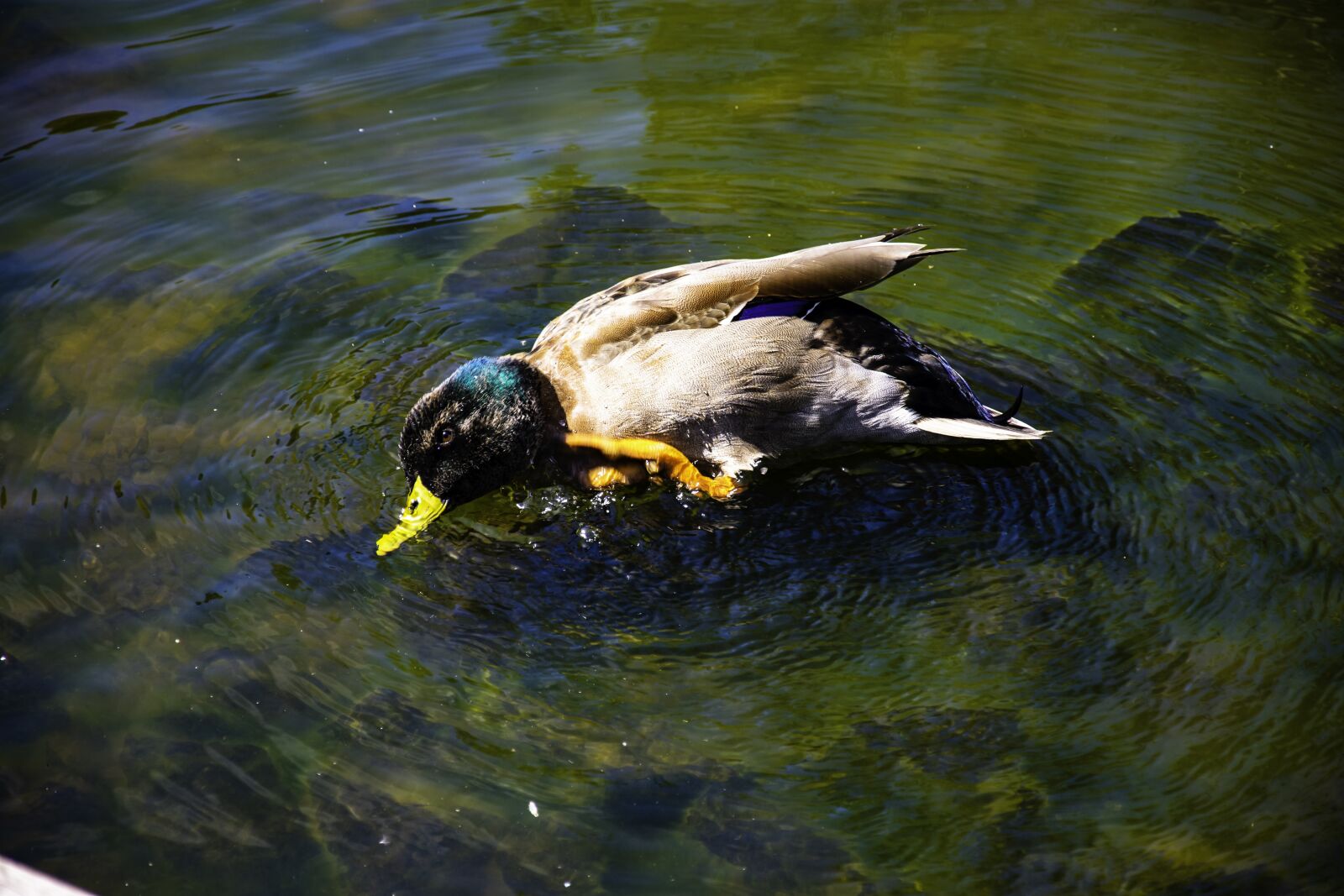 Nikon D3400 sample photo. Mallard, duck, nature photography