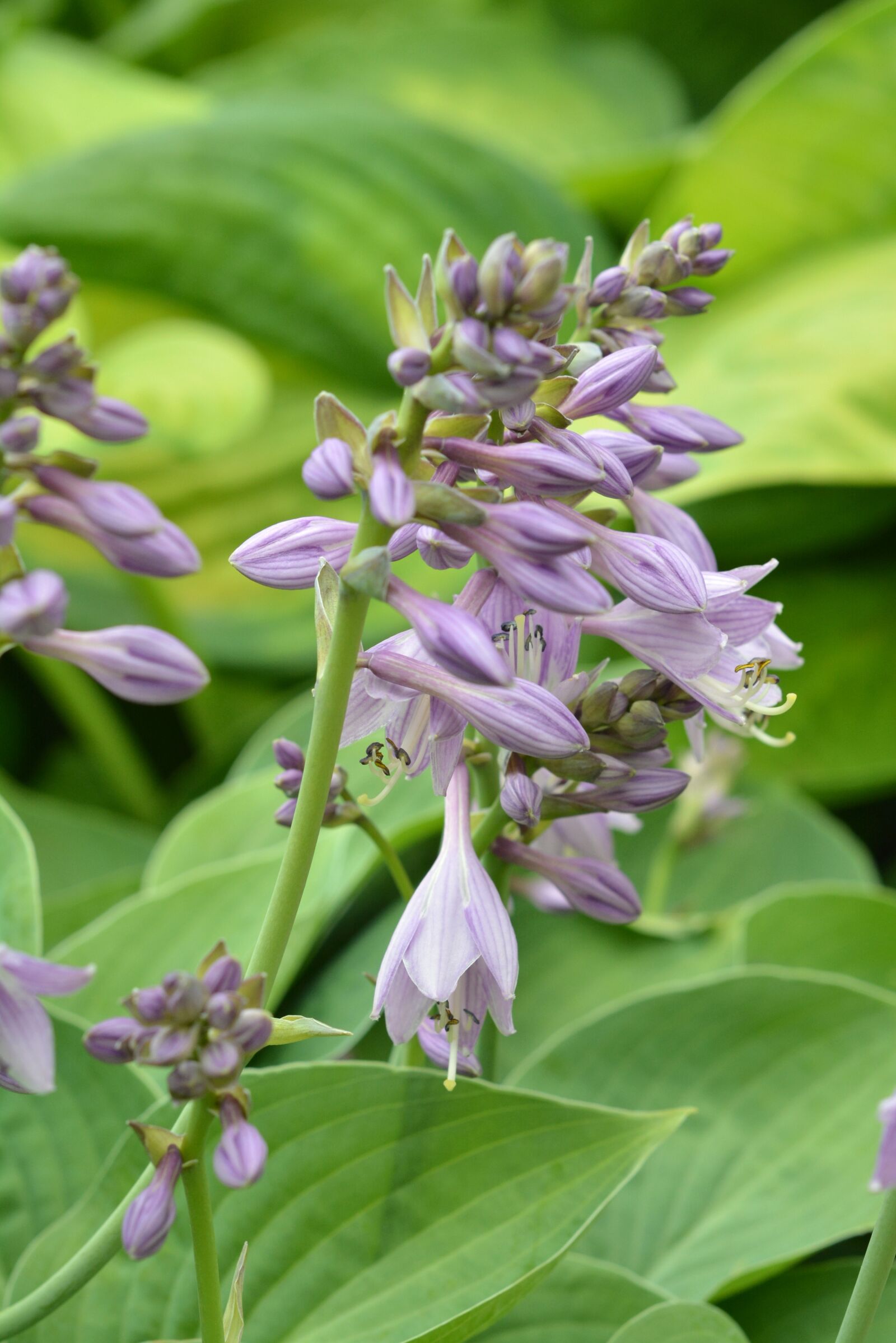 Nikon D5200 sample photo. Hosta leaf, studio funkie photography