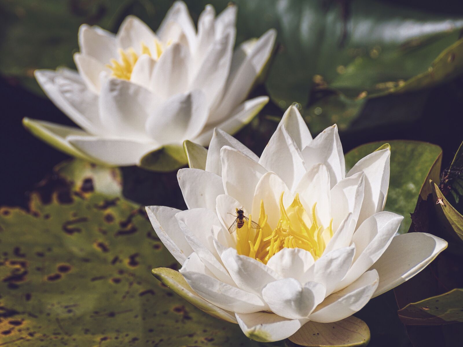 Sony DT 55-300mm F4.5-5.6 SAM sample photo. Water lilies, white, nature photography