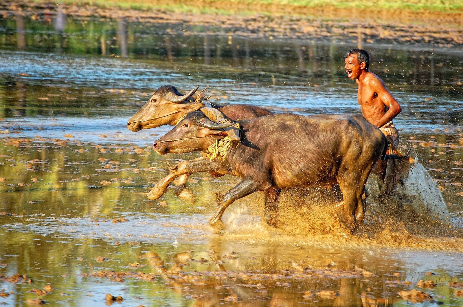 Nikon D40 sample photo. Kambala race, rural sports photography