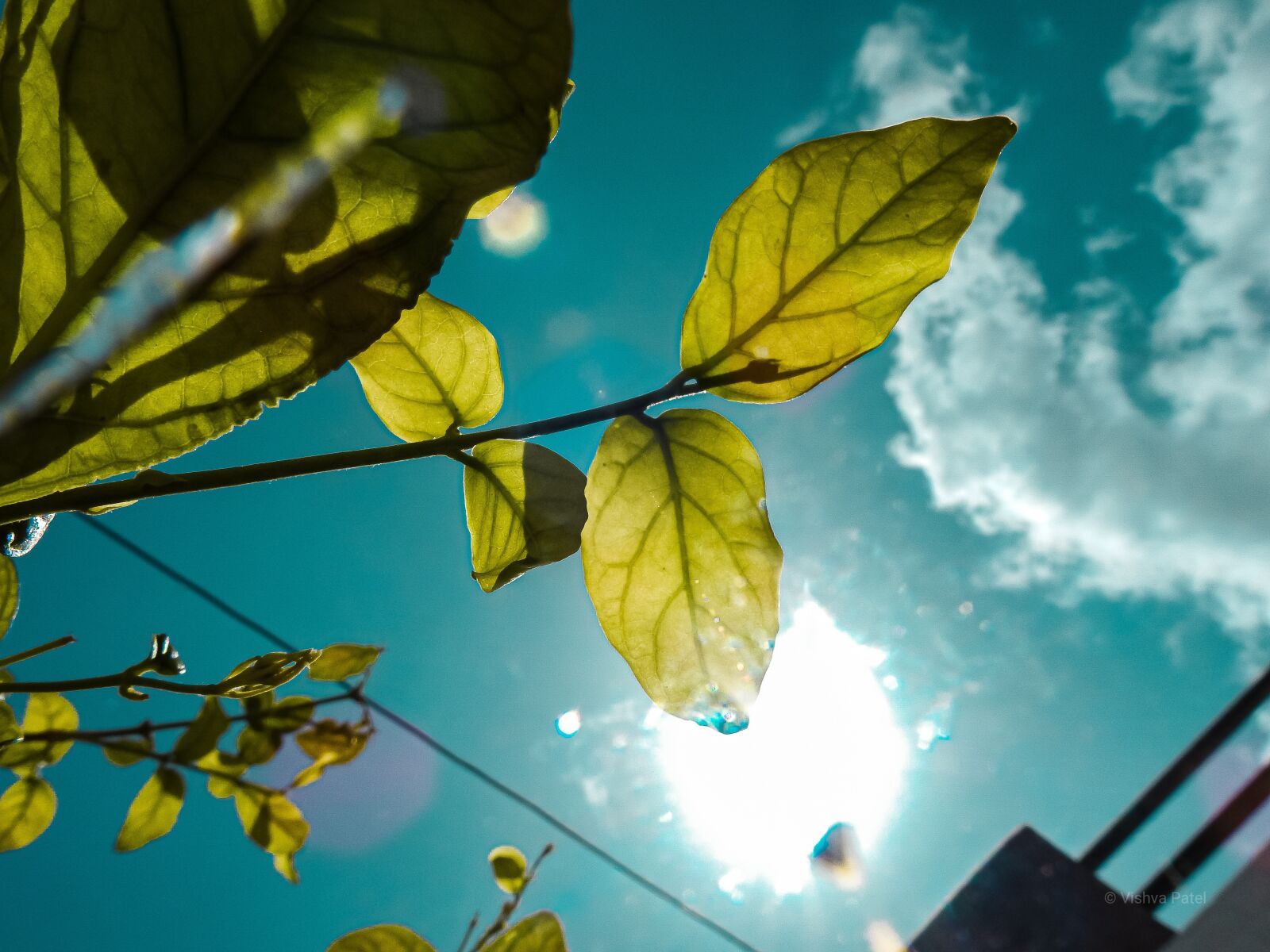 Nikon Coolpix P900 sample photo. Leaf, sun, leaf sunsine photography