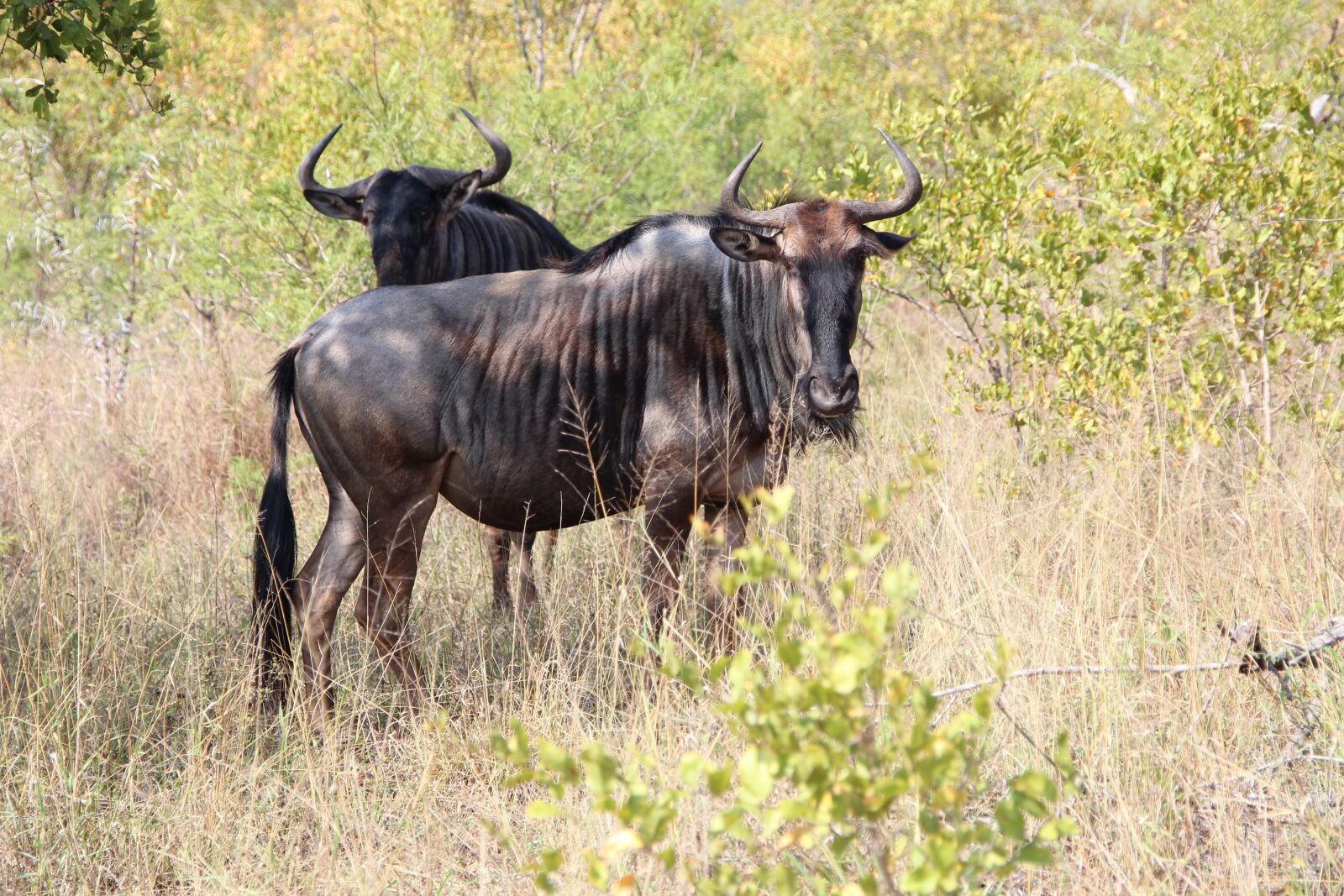 Canon EOS 600D (Rebel EOS T3i / EOS Kiss X5) sample photo. Wildebeest, nature, kruger national photography