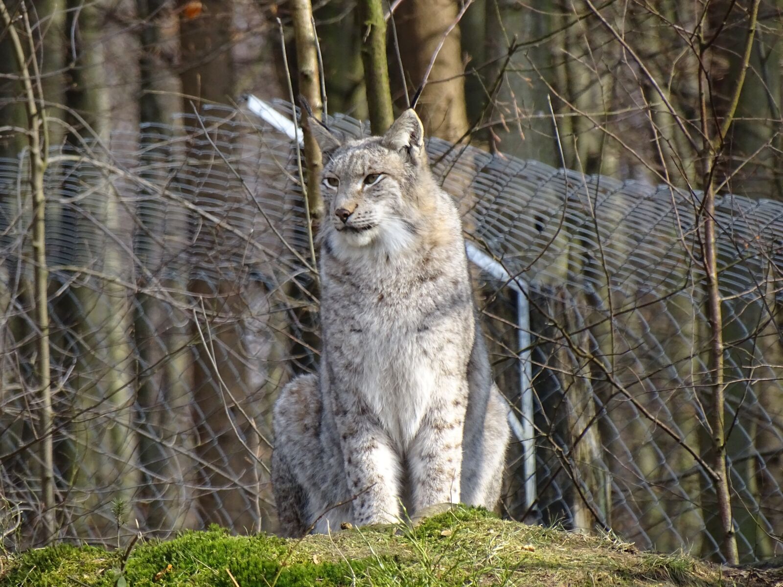 Sony Cyber-shot DSC-HX400V sample photo. Lynx, wild animal, wildcat photography