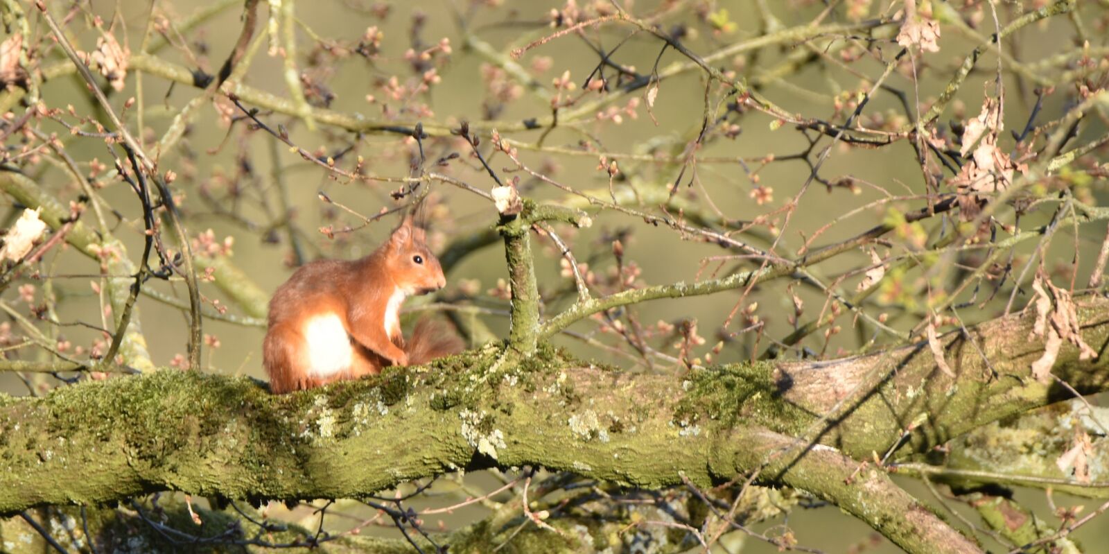 Nikon D5600 sample photo. Squirrel, nature, animal photography