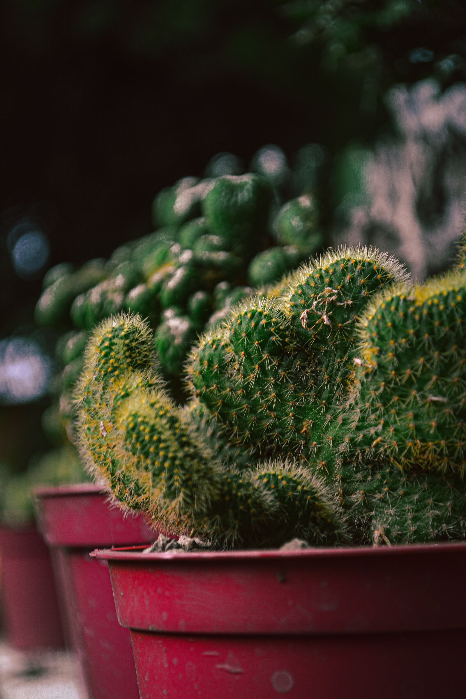 Nikon D3100 sample photo. Cactus, green, nature photography