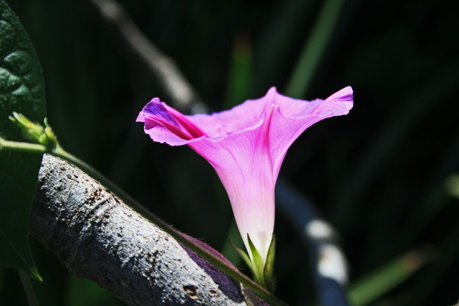 Canon EOS 400D (EOS Digital Rebel XTi / EOS Kiss Digital X) sample photo. Pink morning glory flower photography
