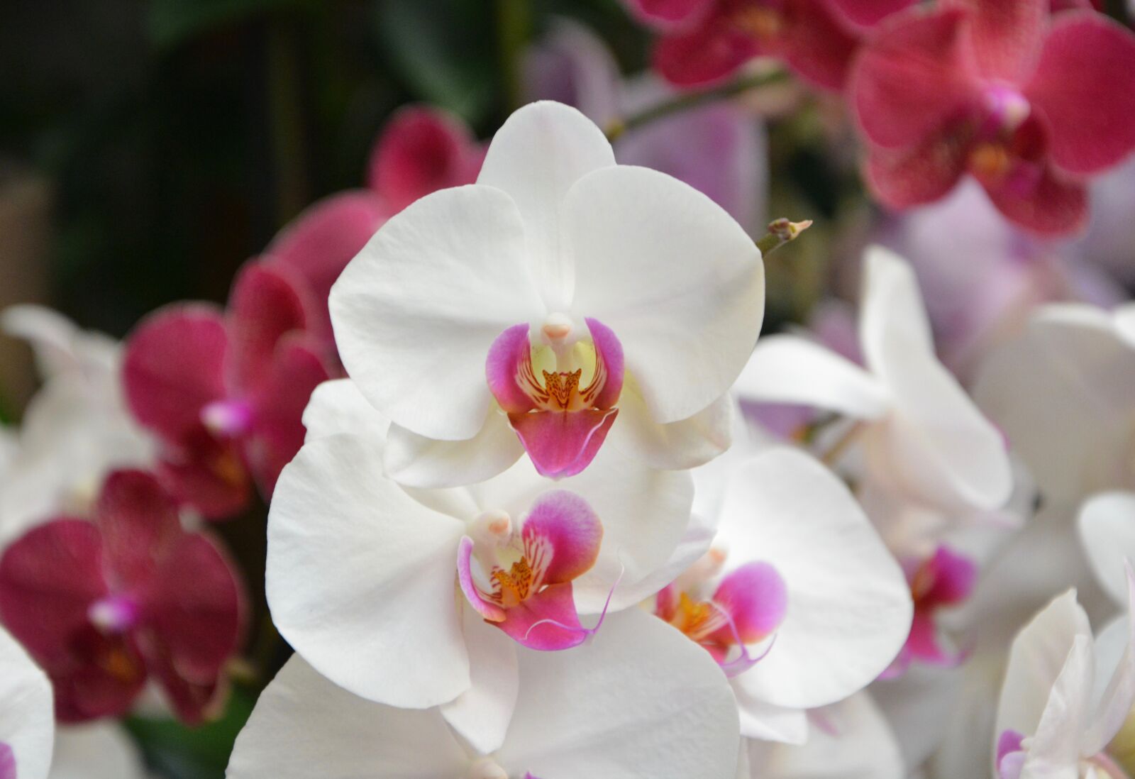 Nikon D5200 sample photo. Flower orchid, white color photography