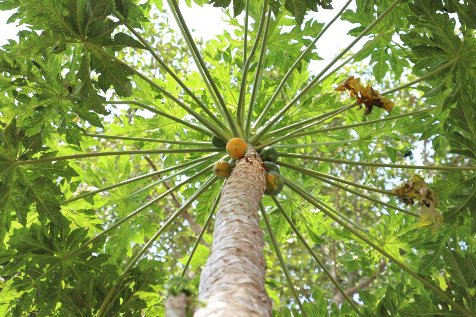 Canon EOS 250D (EOS Rebel SL3 / EOS Kiss X10 / EOS 200D II) sample photo. Papaya, kerala, gree photography