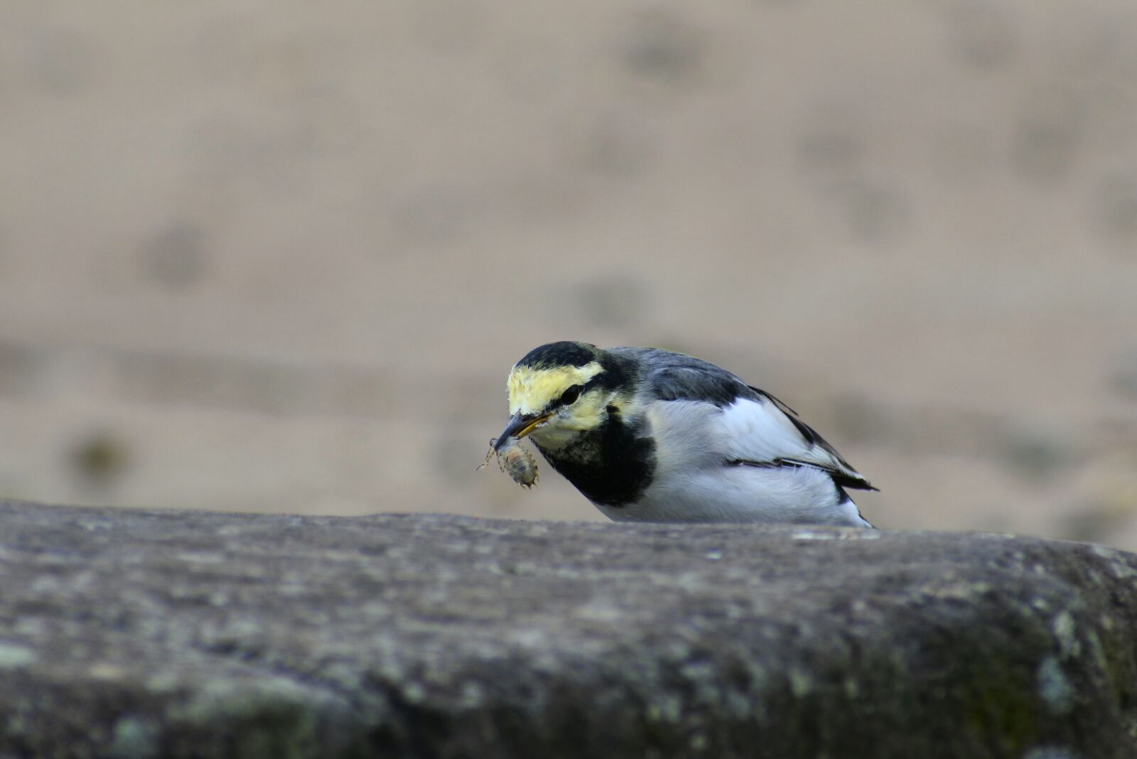 VR 70-300mm f/4.5-6.3G sample photo. Animal, pond, stone photography