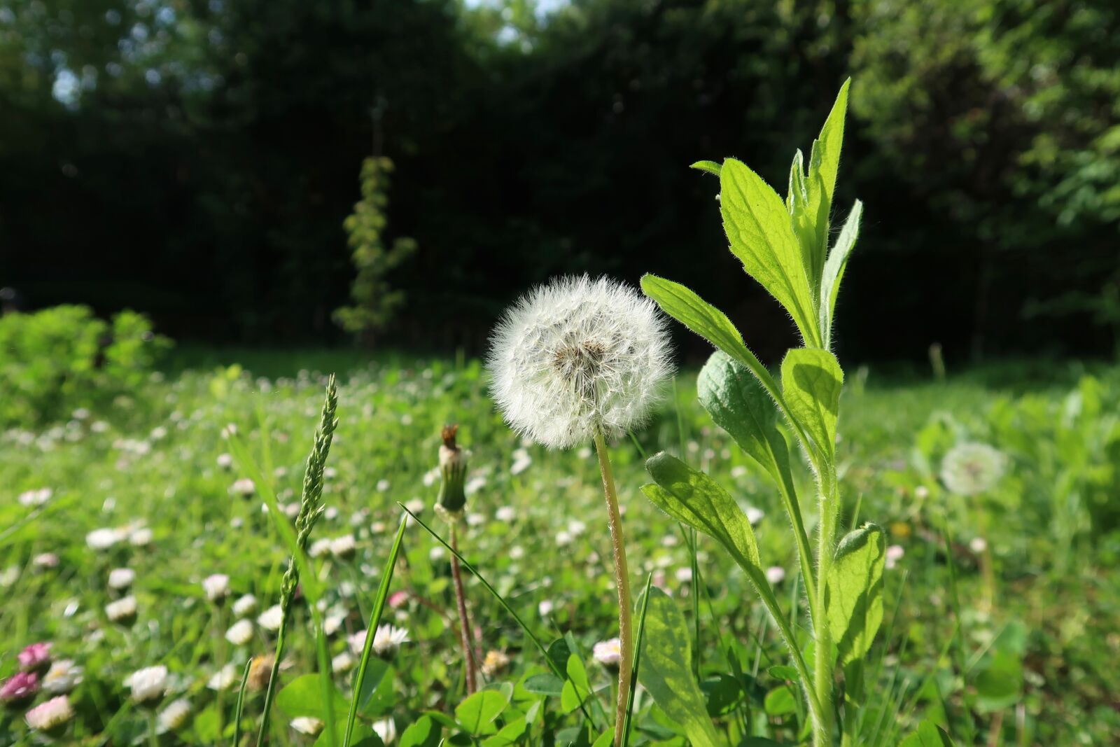 Canon PowerShot G7 X Mark II sample photo. Nature, flower, plant photography