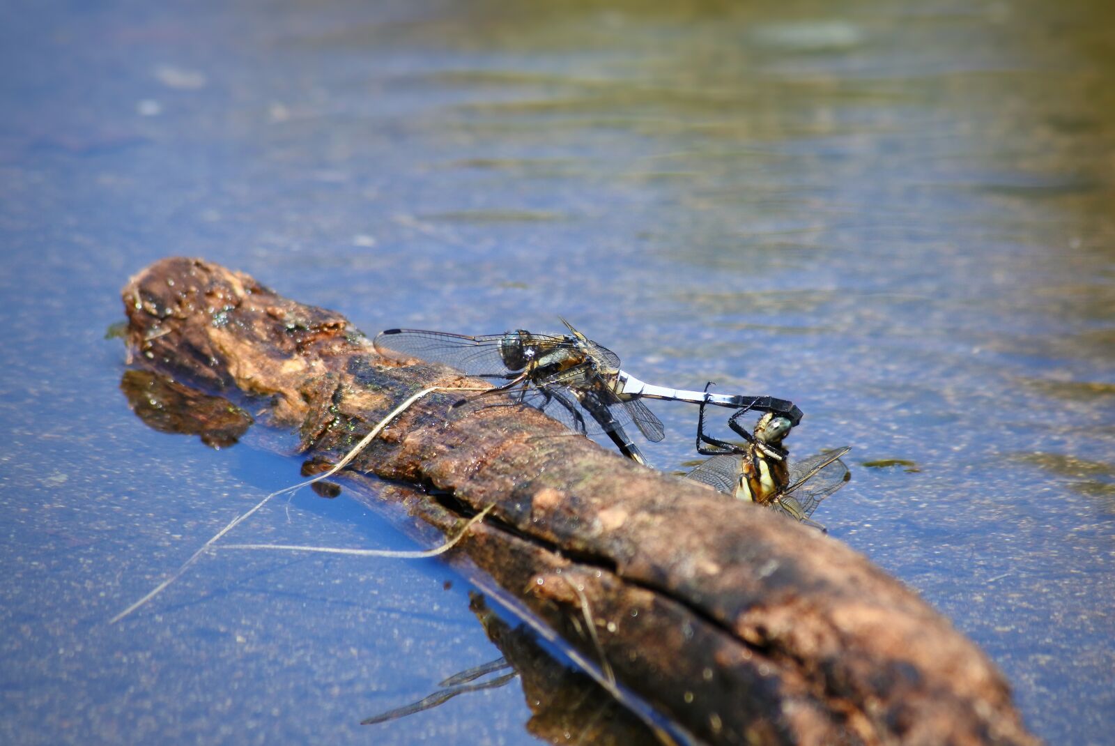 VR 55-200mm f/4-5.6G sample photo. Natural, landscape, insect photography