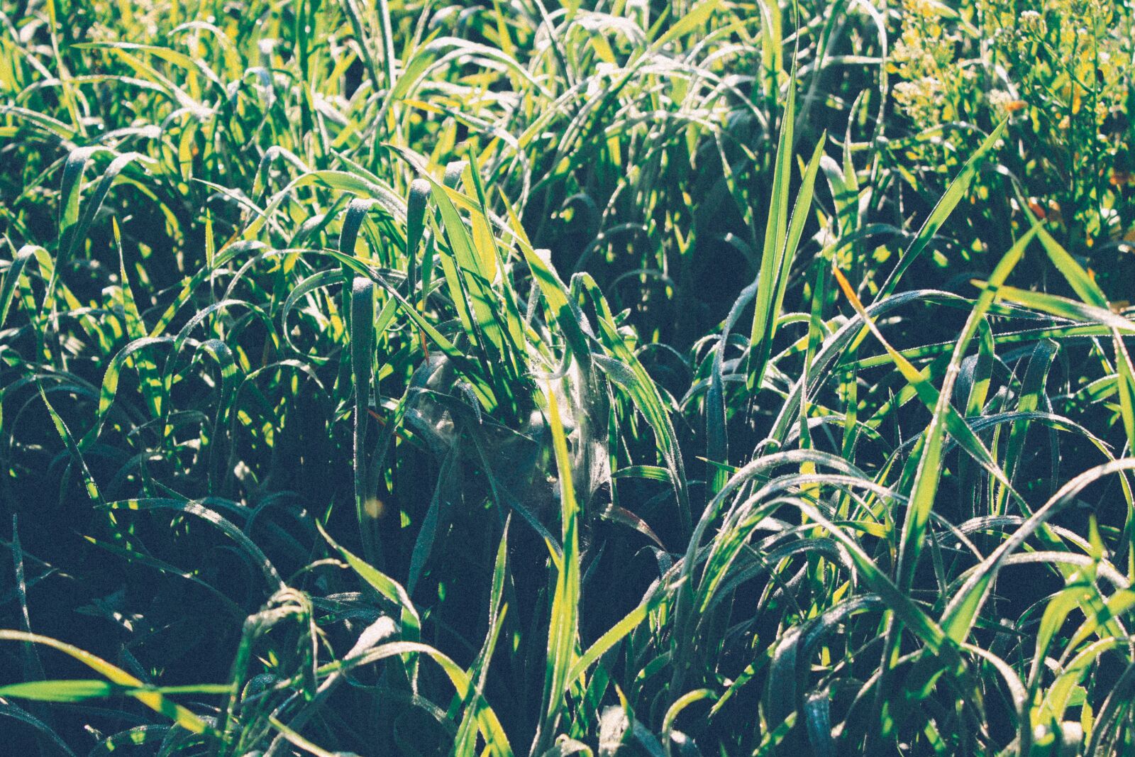 Canon EOS 500D (EOS Rebel T1i / EOS Kiss X3) sample photo. Grass, sun, morning photography