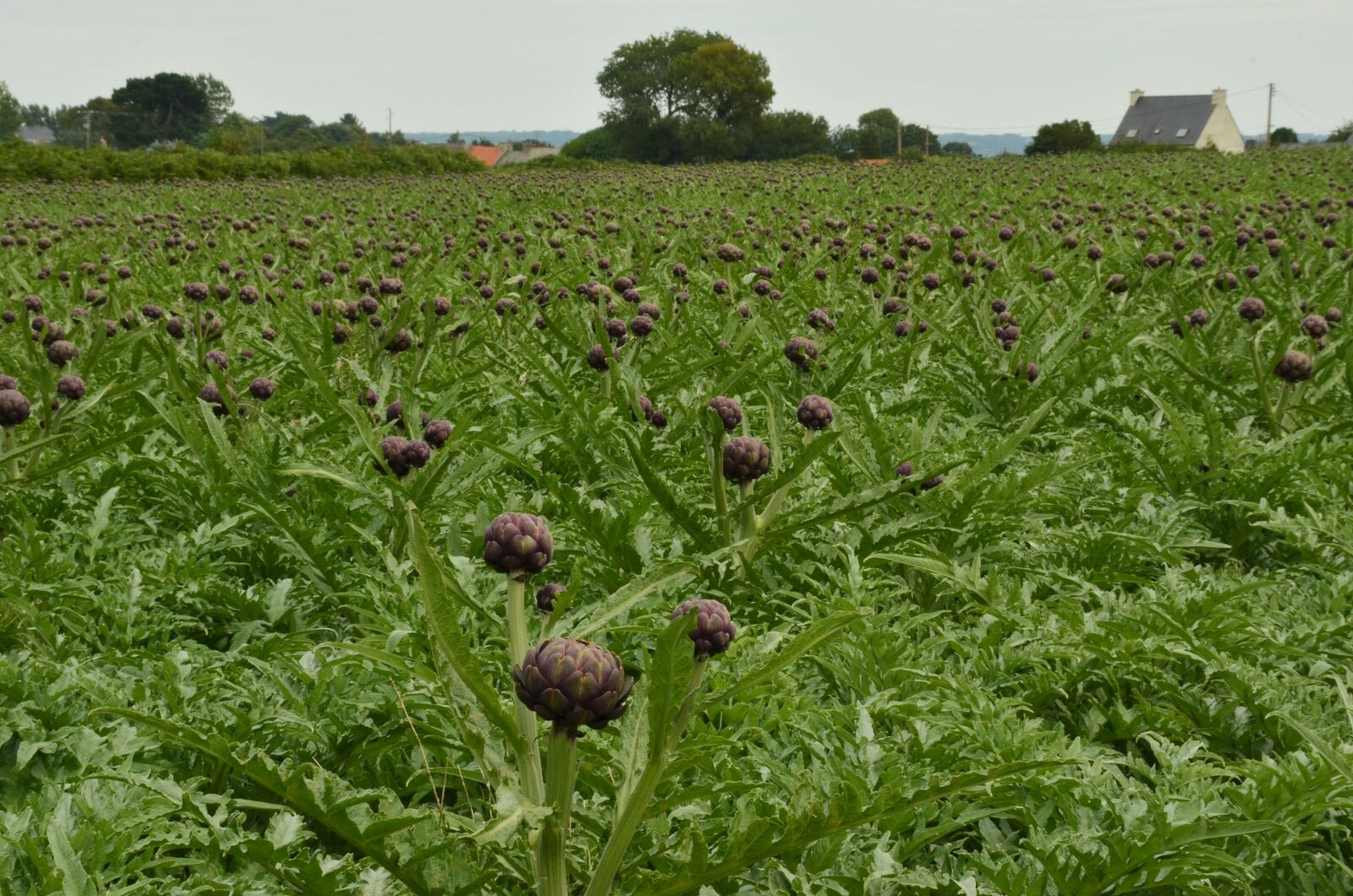 Nikon D7000 sample photo. Artichoke, vegetable, red photography