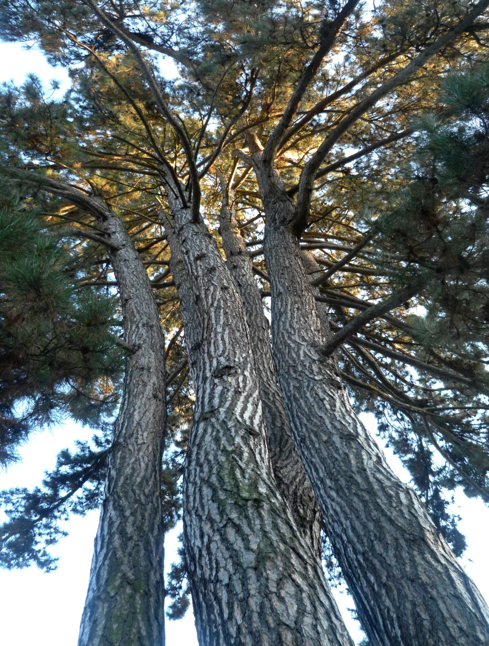 Panasonic Lumix DMC-FZ40 (Lumix DMC-FZ45) sample photo. Pine, scout island, turnov photography
