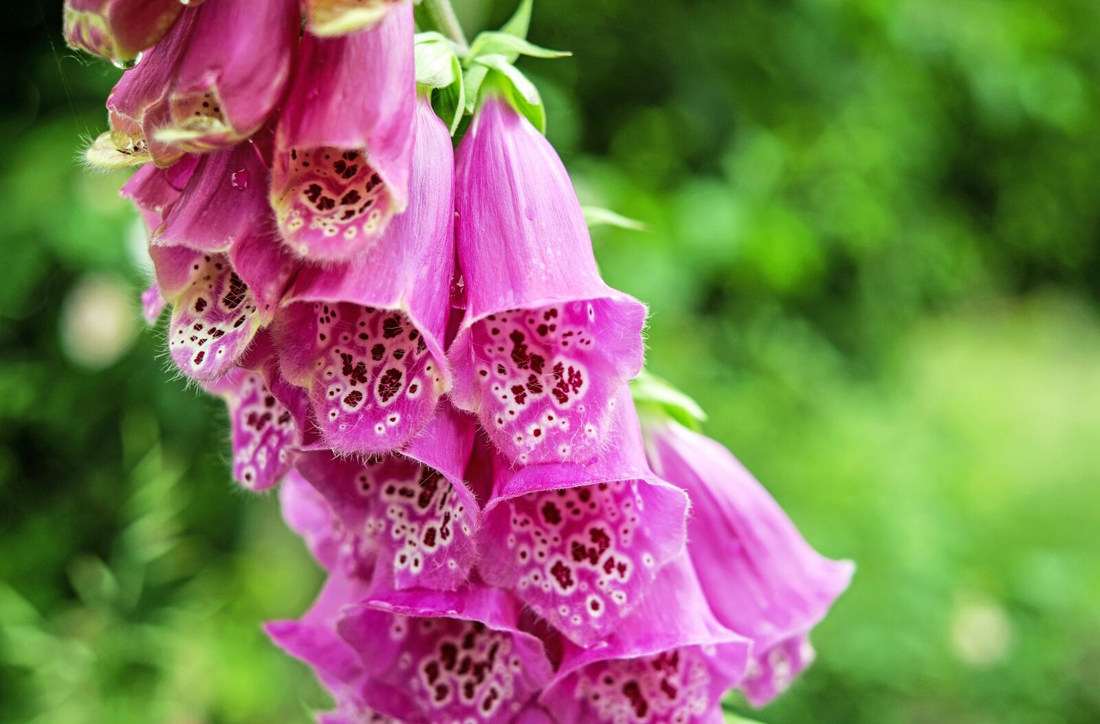 Fujifilm X-T10 + Fujifilm XF 35mm F1.4 R sample photo. Thimble, flower, blossom photography