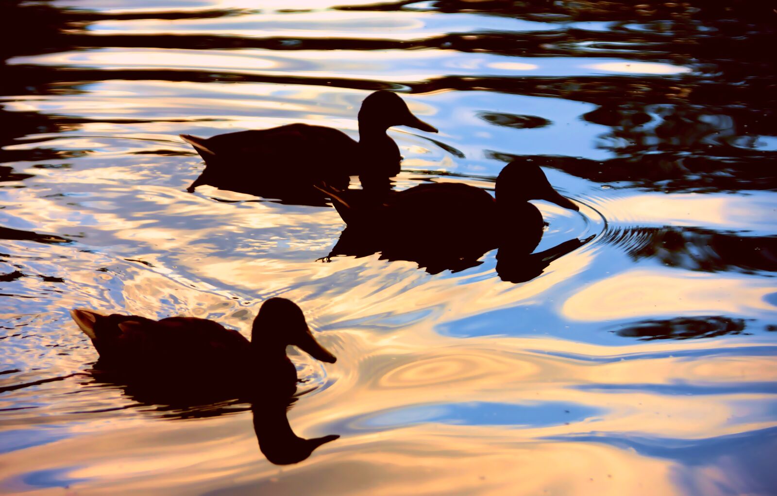 Nikon D610 sample photo. Ducks, water, lake photography