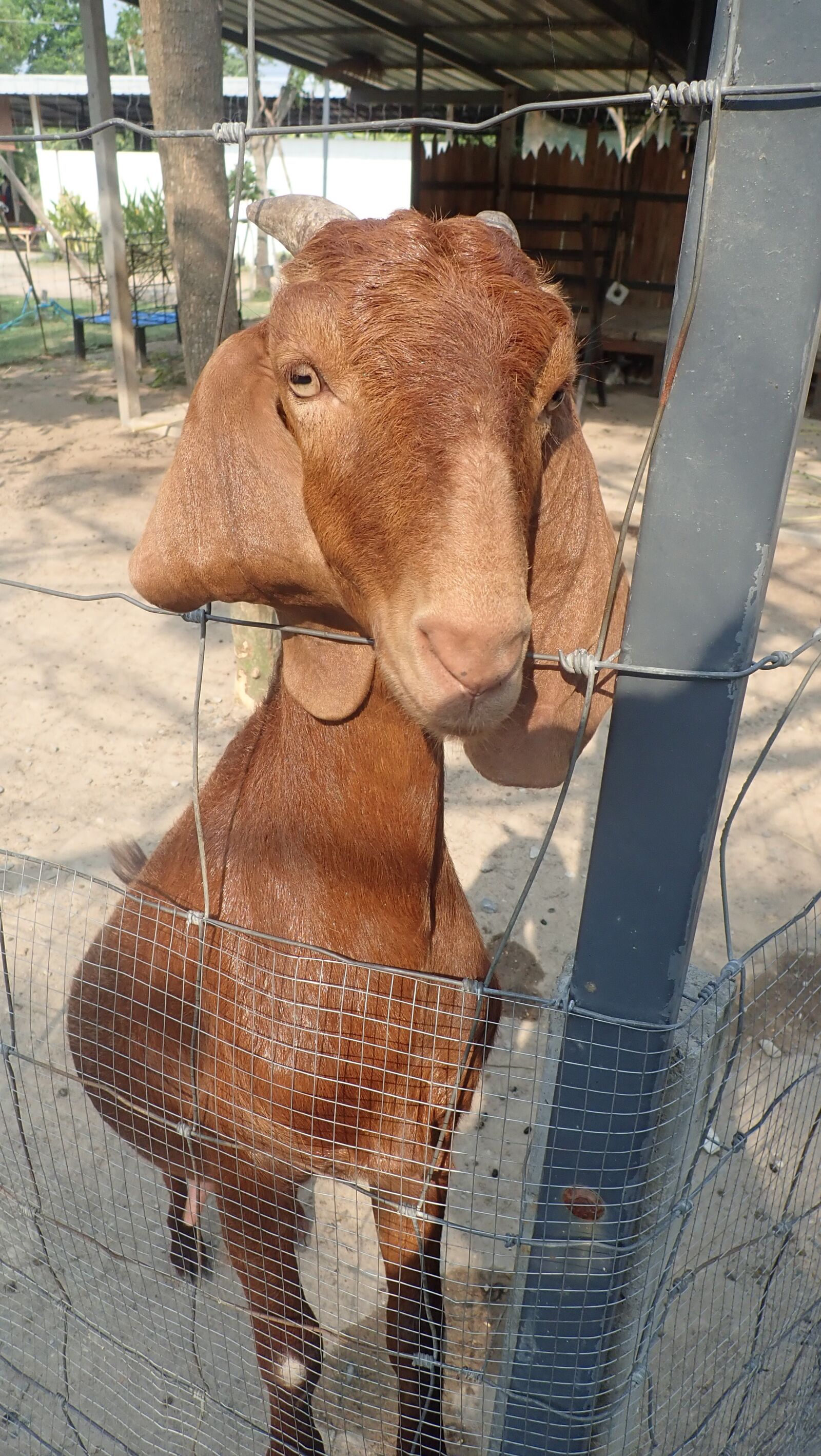 Olympus TG-5 sample photo. Goat, cutegoat, cute photography