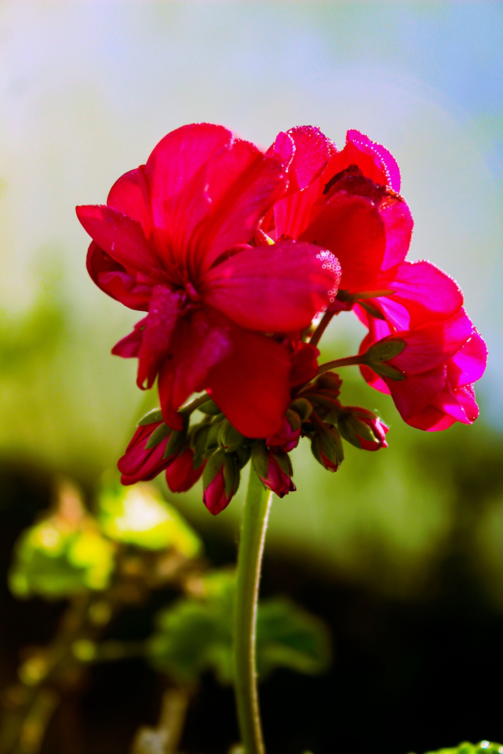 Canon EOS 650D (EOS Rebel T4i / EOS Kiss X6i) sample photo. Flower, red, rose photography