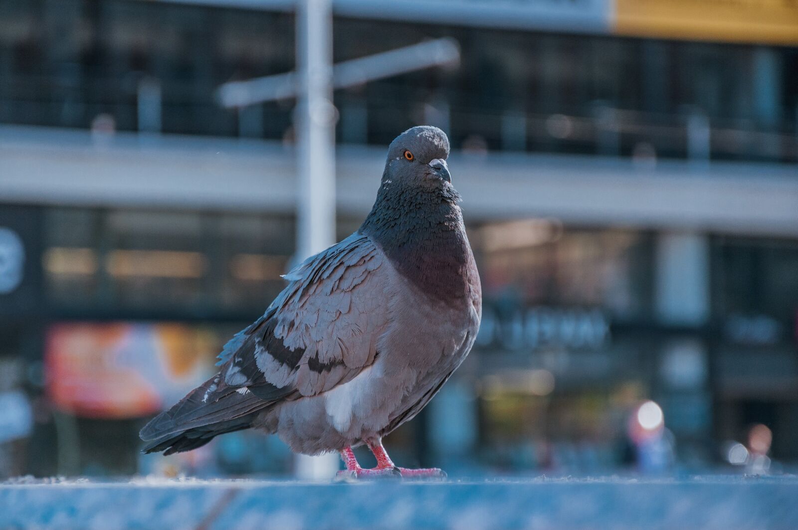Nikon D90 sample photo. Pigeon, city, dove photography