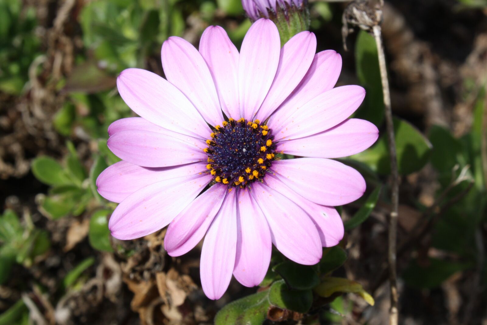 Canon EOS 1000D (EOS Digital Rebel XS / EOS Kiss F) sample photo. Flower, pink, floral photography