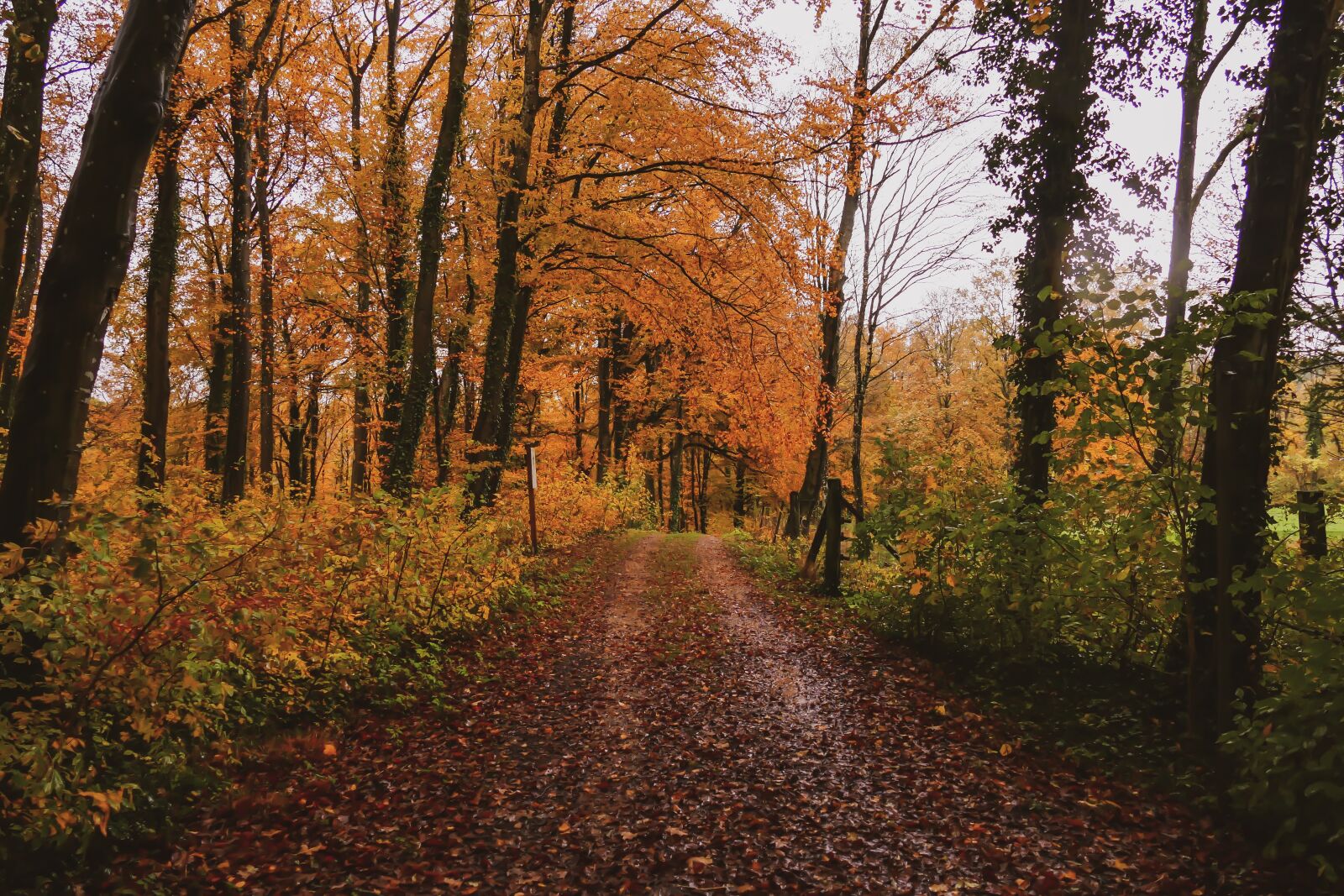 Panasonic Lumix DMC-FZ1000 sample photo. Autumn, nature, forest photography