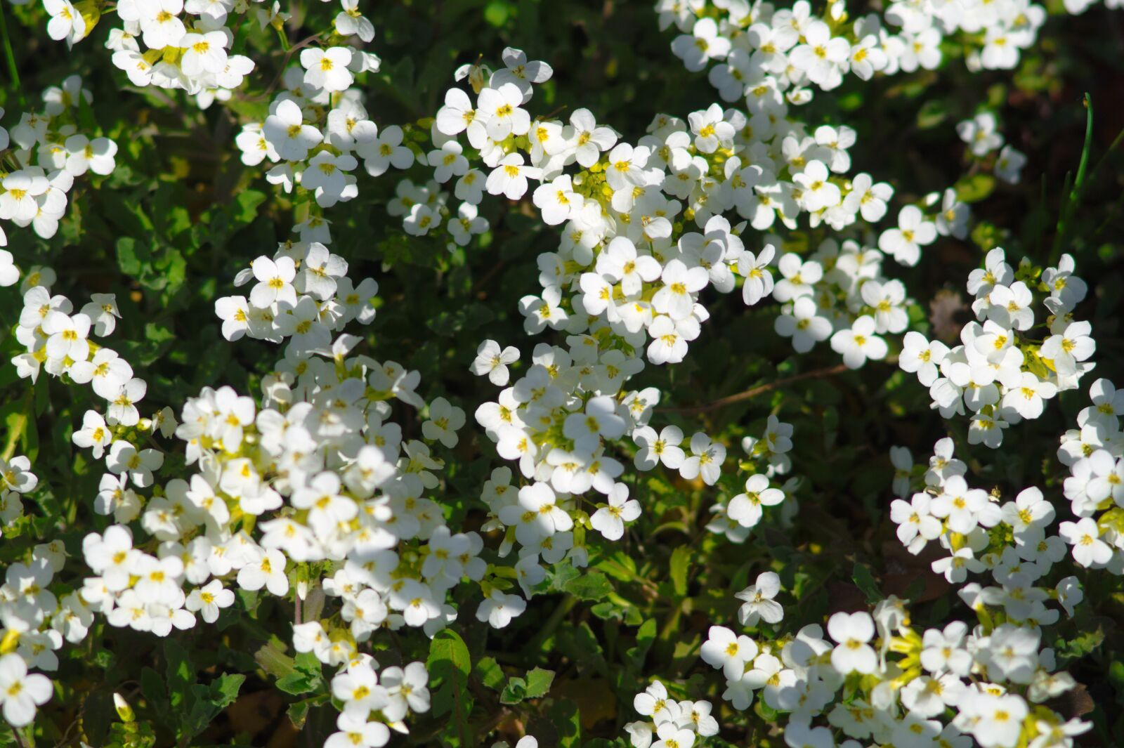 Sony SLT-A58 + Sony 85mm F2.8 SAM sample photo. White flowers, forest, nature photography