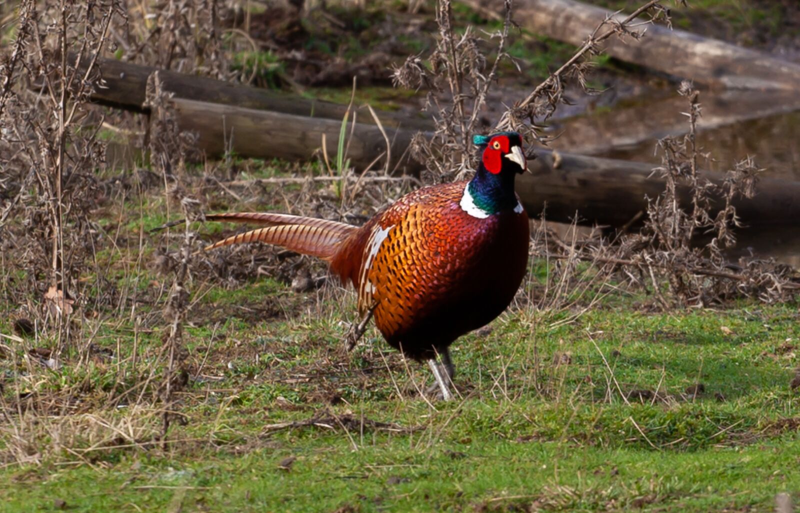 Canon EOS 5D Mark II + Canon EF 70-200mm F4L USM sample photo. Pheasant, field, feathers photography