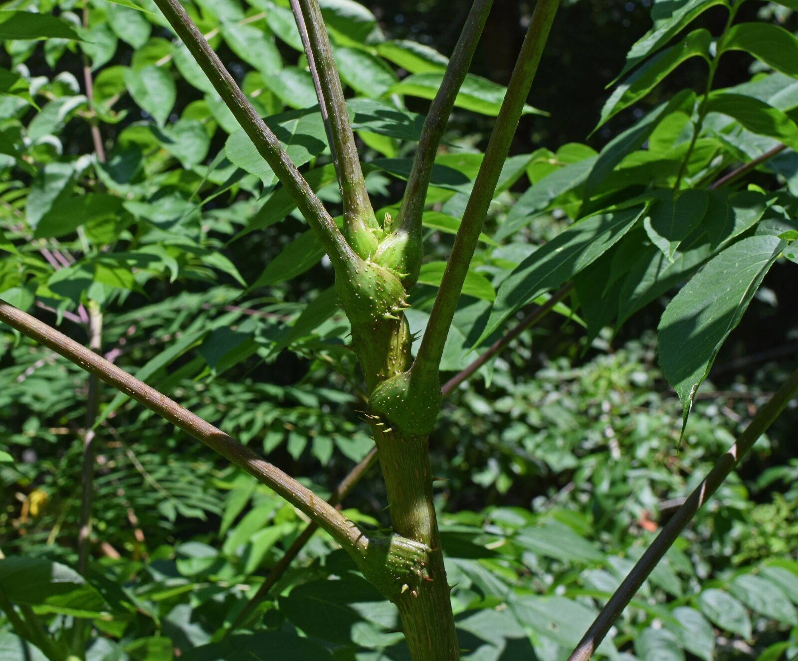 Nikon D3300 sample photo. Devils walking stick thorns photography