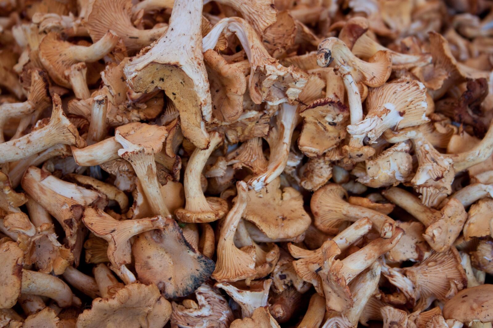 Canon EF-S 18-55mm F3.5-5.6 II sample photo. Mushrooms, eat, chanterelles photography