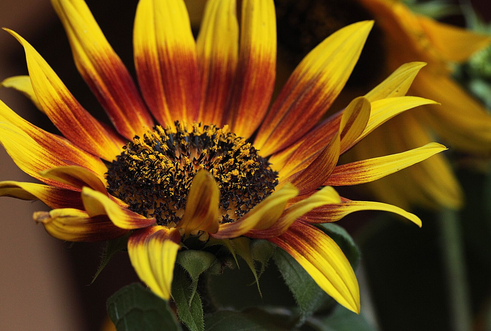 Canon EOS 5D Mark II sample photo. Sunflower, flower, yellow flowers photography
