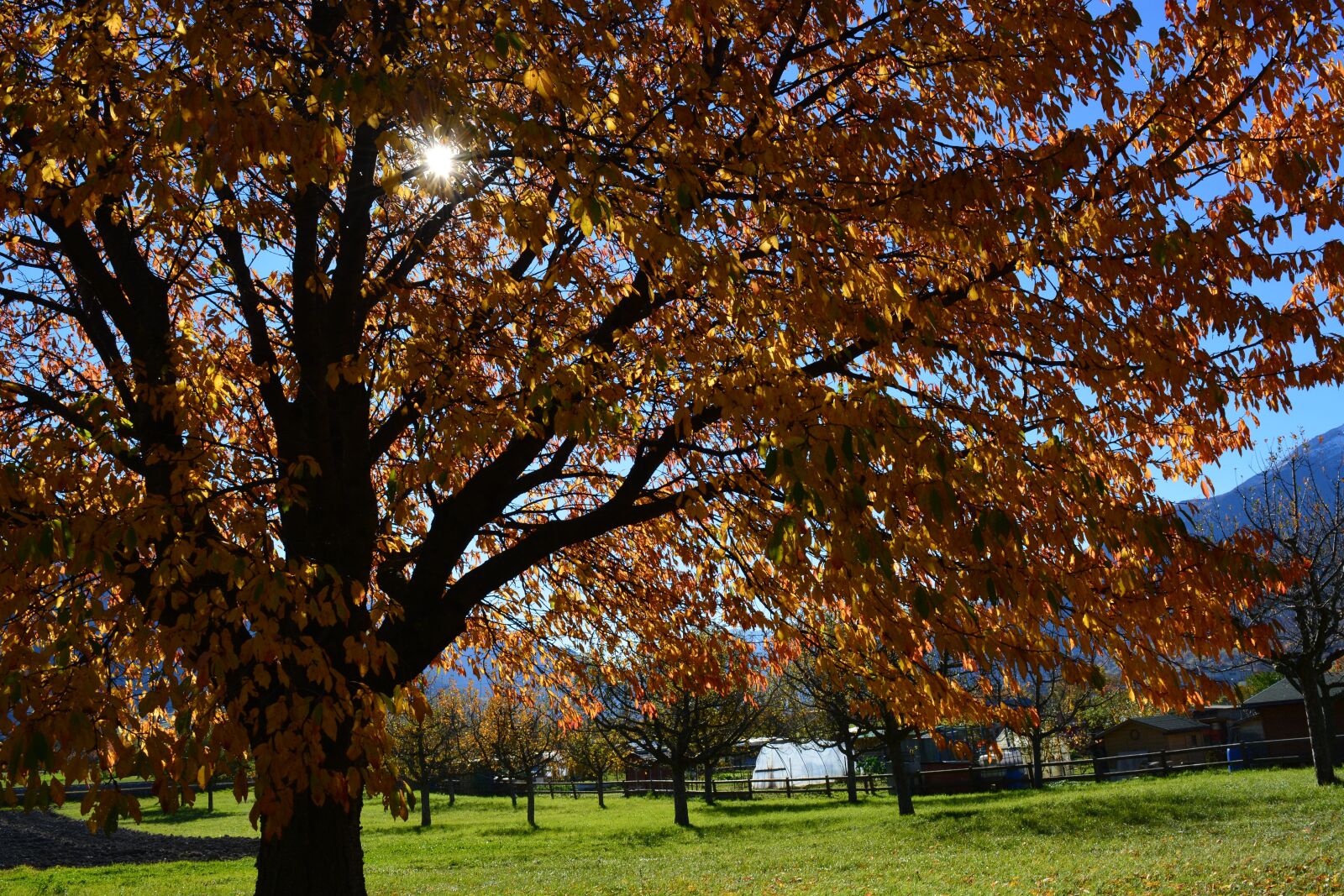 Nikon D5200 sample photo. Fall foliage, tree, sun photography